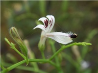 5c28d127-Andrographis paniculata 2.jpg